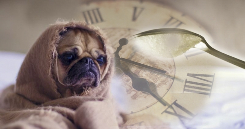 Why we don't get enough sleep: scientists told about the main reasons Why we don't get enough sleep: scientists told about the main reasons