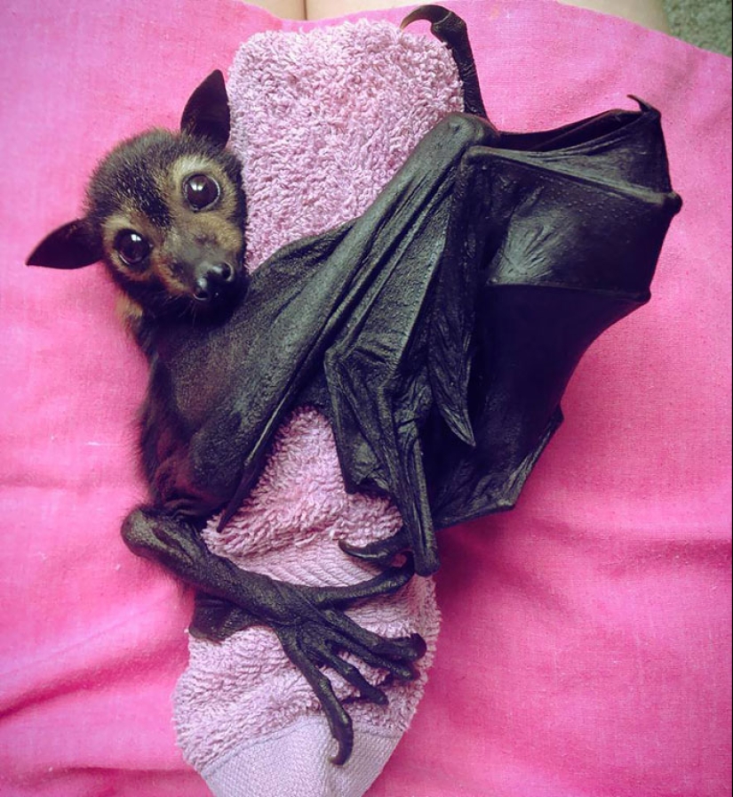 Why We're No Longer Afraid of Bats Why We're No Longer Afraid of Bats