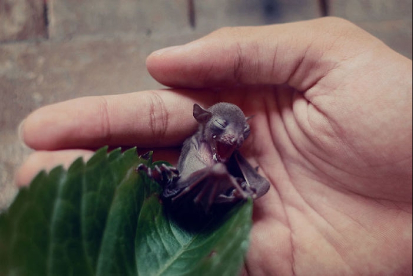 Why We're No Longer Afraid of Bats Why We're No Longer Afraid of Bats