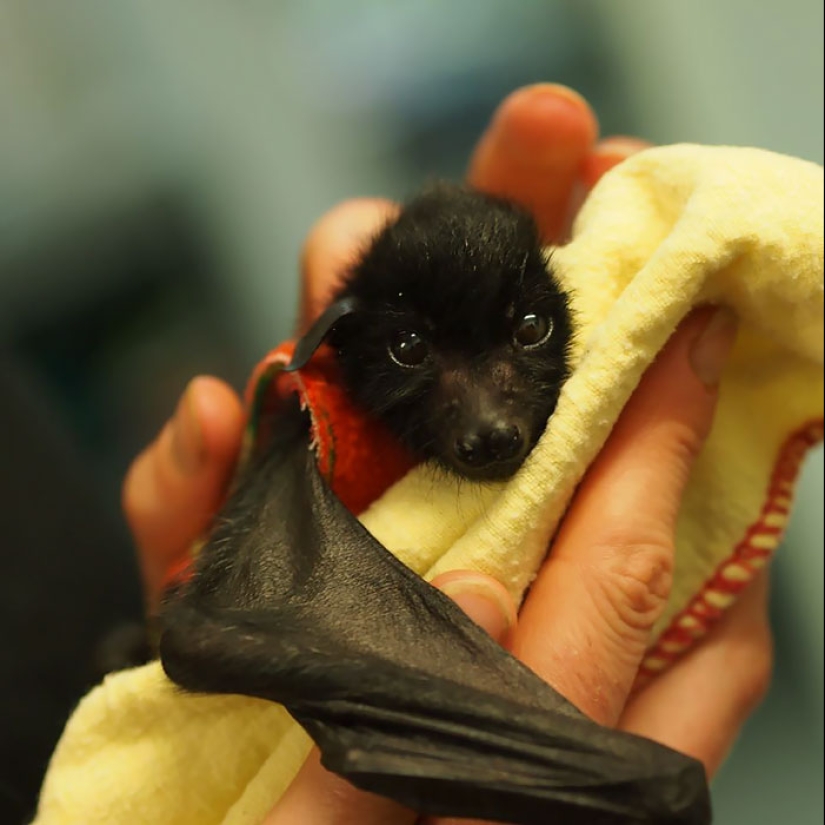 Why We're No Longer Afraid of Bats Why We're No Longer Afraid of Bats