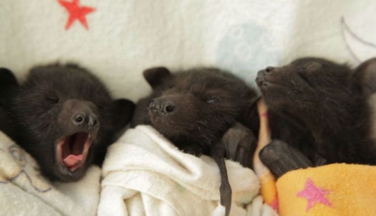 Why We're No Longer Afraid of Bats