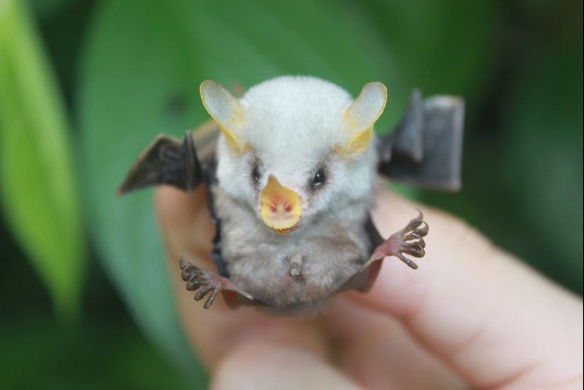 Why We're No Longer Afraid of Bats Why We're No Longer Afraid of Bats
