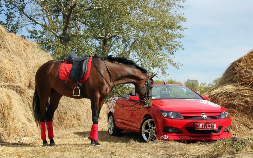 Wild road rules en diferentes países del mundo Wild road rules en diferentes países del mundo