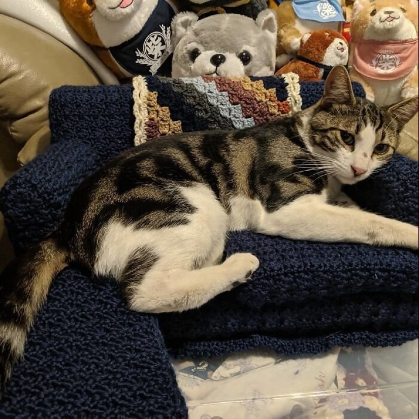 With your own hands: funny knitted couches for cats