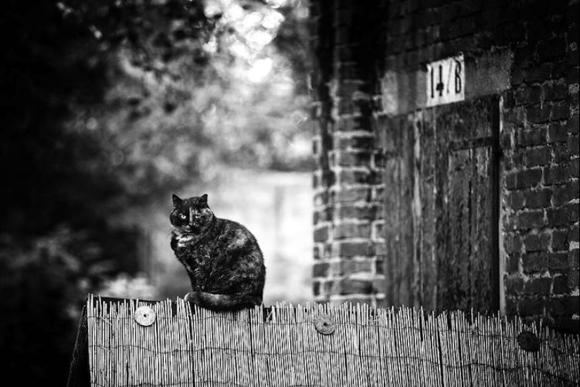 Without the cat, and life is not the same: balanced cats acrobats demonstrate the wonders of balance