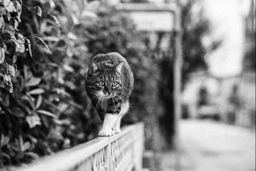 Without the cat, and life is not the same: balanced cats acrobats demonstrate the wonders of balance