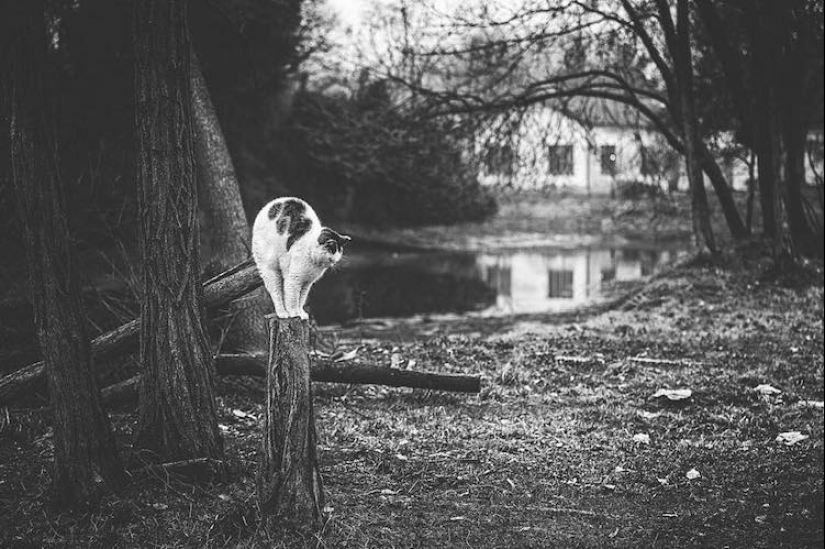 Without the cat, and life is not the same: balanced cats acrobats demonstrate the wonders of balance