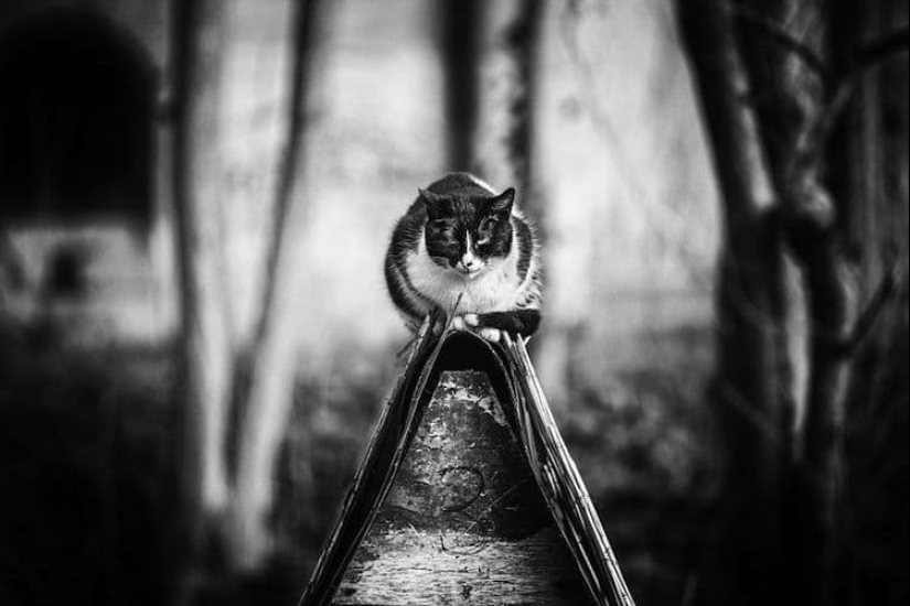 Without the cat, and life is not the same: balanced cats acrobats demonstrate the wonders of balance