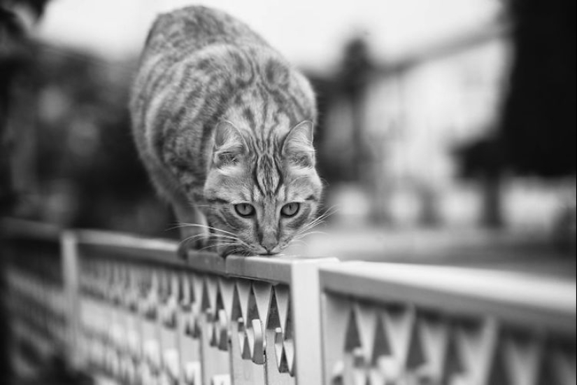 Without the cat, and life is not the same: balanced cats acrobats demonstrate the wonders of balance