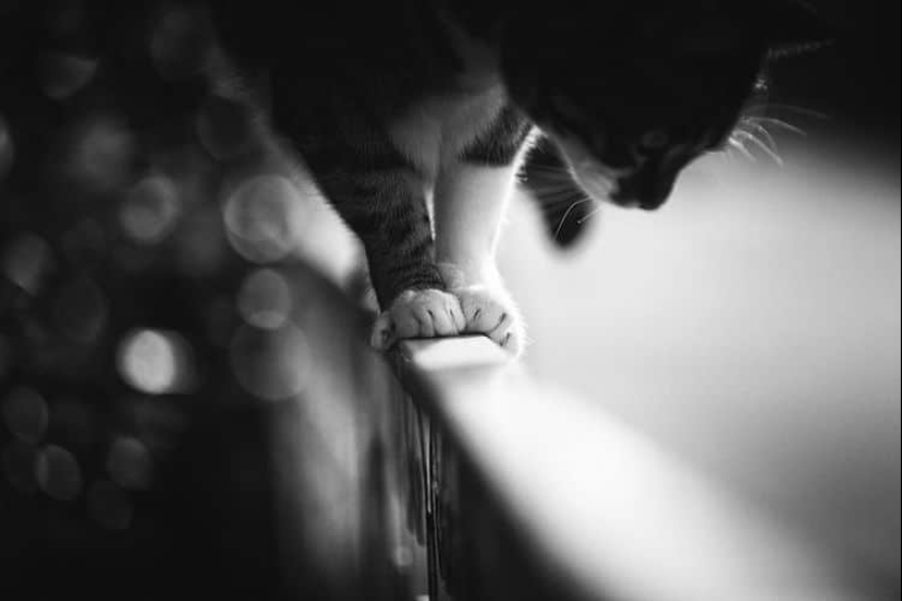 Without the cat, and life is not the same: balanced cats acrobats demonstrate the wonders of balance