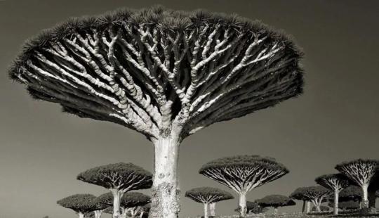 Woman spent 14 years in search of ancient trees. And it's no wonder!