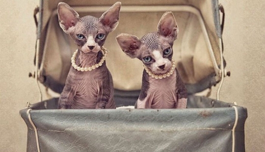 Wonderful sphinx cats in photos by Serena Hodson Wonderful sphinx cats in photos by Serena Hodson