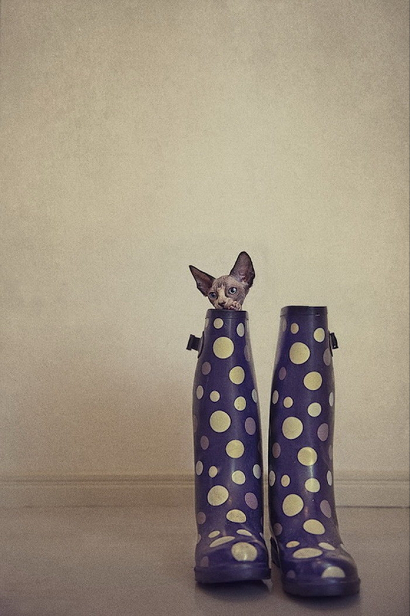 Wonderful sphinx cats in photos by Serena Hodson