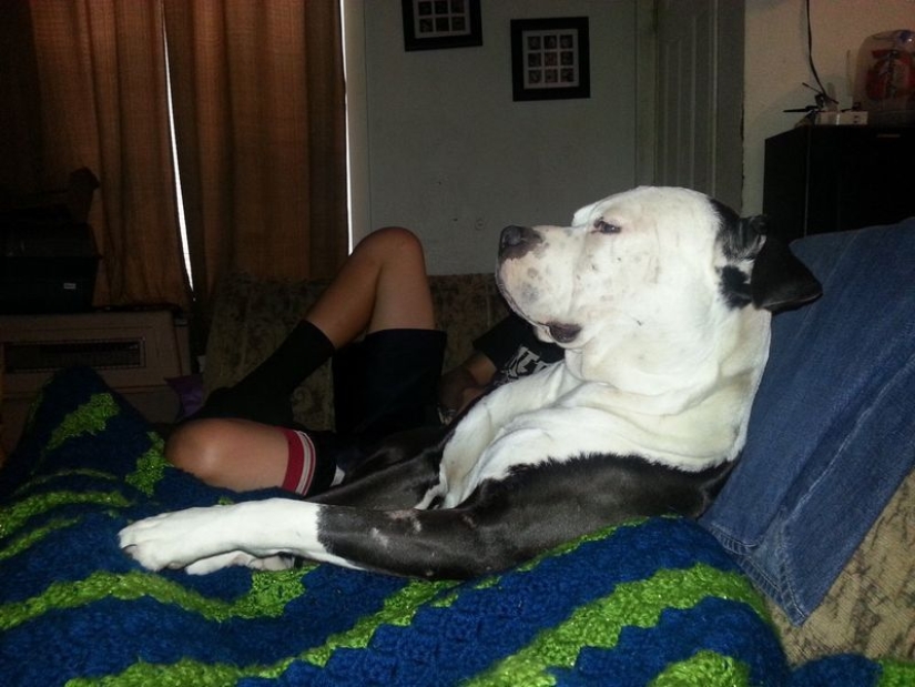 Worth a closer look: 17 funny pictures from the series " It seemed»