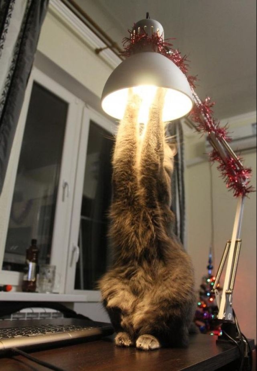 Worth a closer look: 17 funny pictures from the series " It seemed»