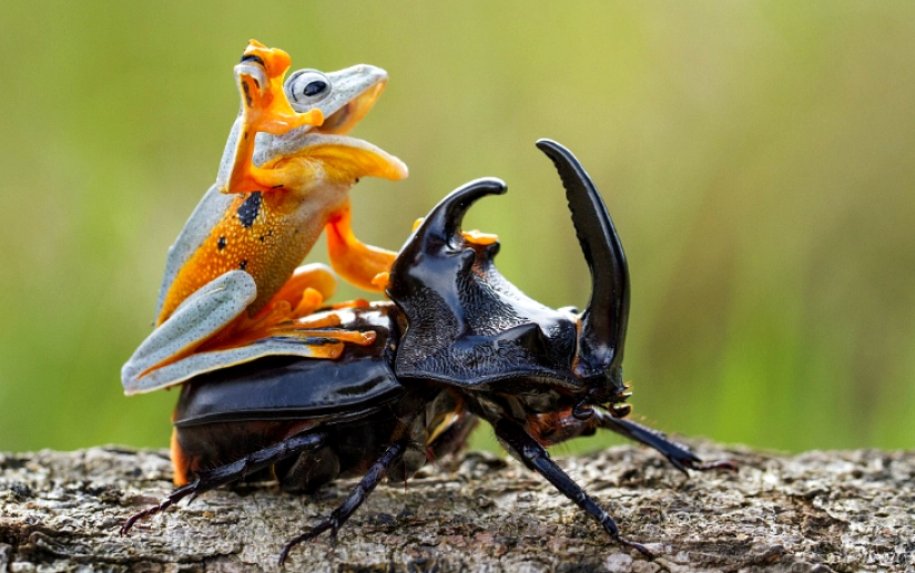 ¿Y quién se queda con las 25 ranas más divertidas?