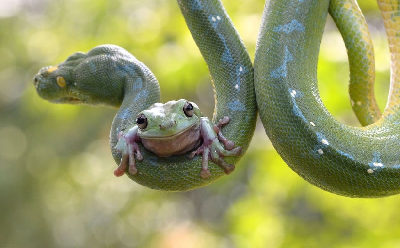 ¿Y quién se queda con las 25 ranas más divertidas?