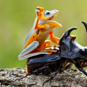 ¿Y quién se queda con las 25 ranas más divertidas?