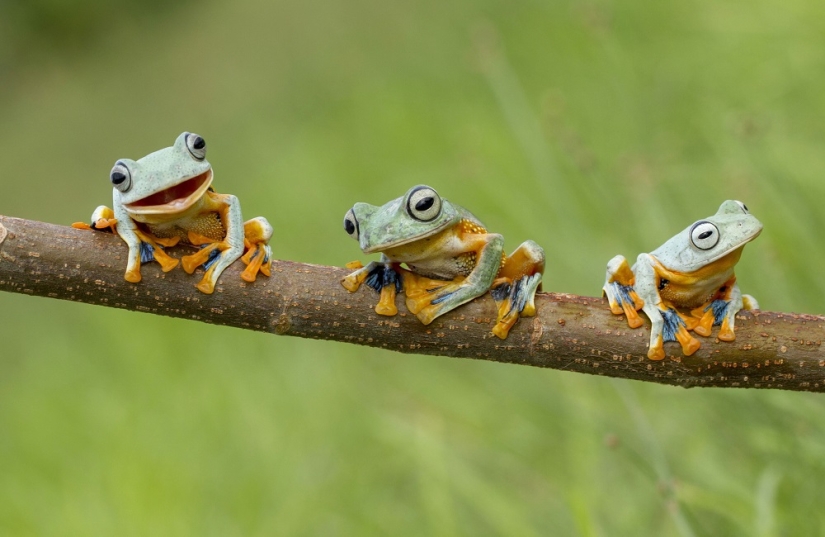 ¿Y quién se queda con las 25 ranas más divertidas?