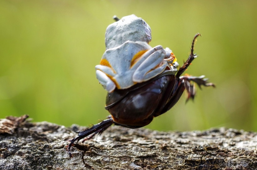 ¿Y quién se queda con las 25 ranas más divertidas?