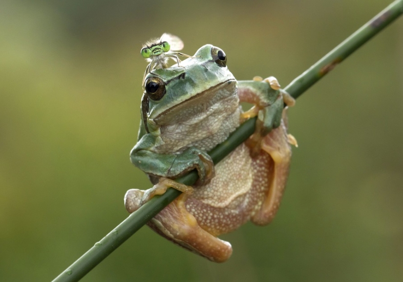 ¿Y quién se queda con las 25 ranas más divertidas?