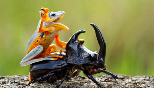 ¿Y quién se queda con las 25 ranas más divertidas? ¿Y quién se queda con las 25 ranas más divertidas?