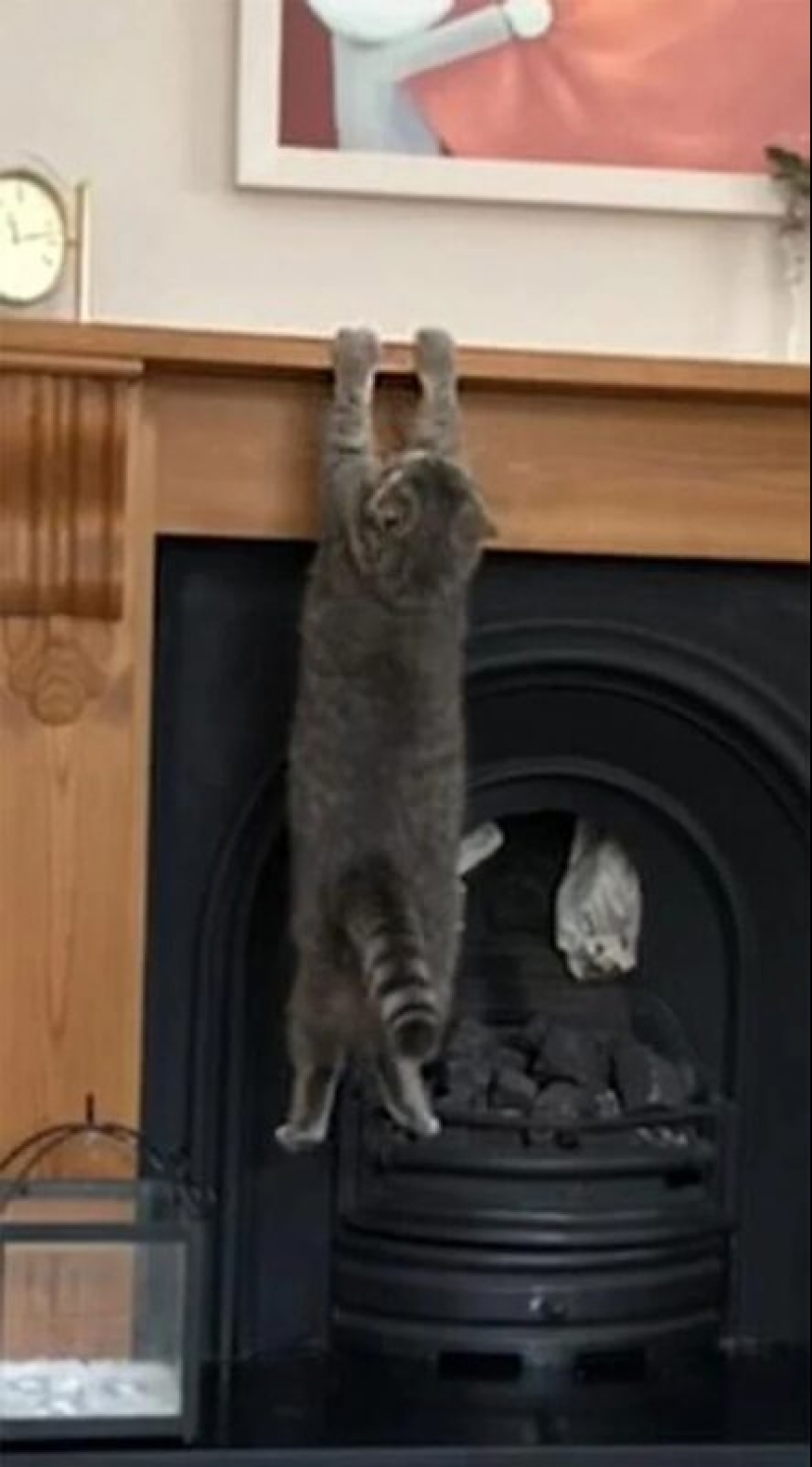 Ya no hay atracción: 30 gatos que querían escupir en las leyes de la física