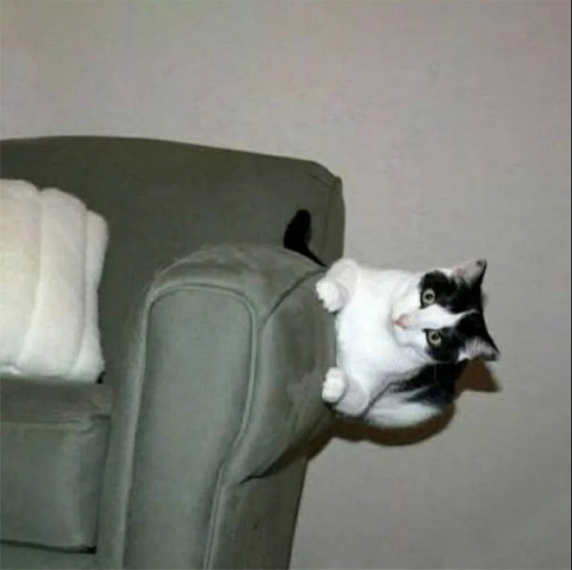 Ya no hay atracción: 30 gatos que querían escupir en las leyes de la física