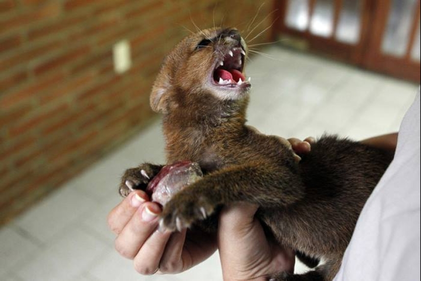 Yaguarundi largo de twitter gato que es de los amigos con los monos y comer bananas Yaguarundi largo de twitter gato que es de los amigos con los monos y comer bananas