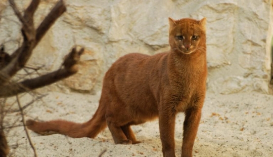Yaguarundi largo de twitter gato que es de los amigos con los monos y comer bananas Yaguarundi largo de twitter gato que es de los amigos con los monos y comer bananas