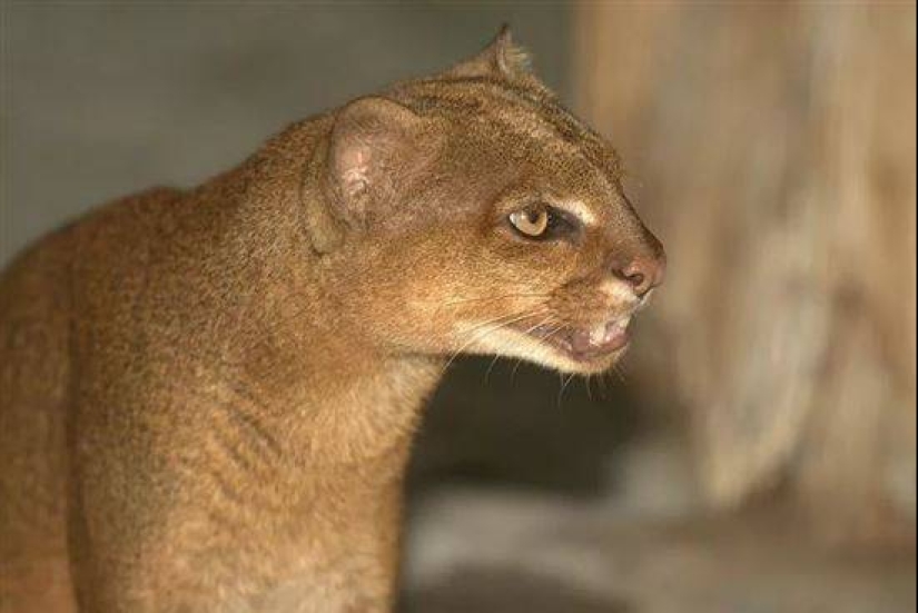 Yaguarundi — long tweeting cat that is friends with monkeys and eat bananas Yaguarundi — long tweeting cat that is friends with monkeys and eat bananas