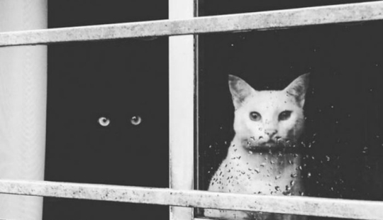 Yin y Yang: focas blancas y negras que se ven tan perfectas que parecen ser una