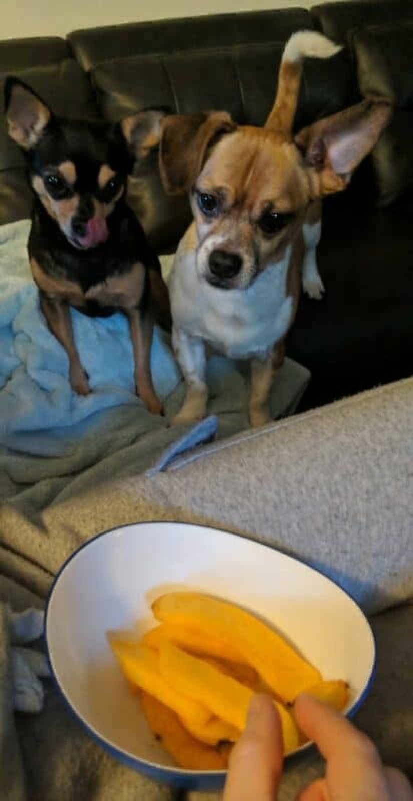 You can't refuse them! 22 photos of animals looking at food