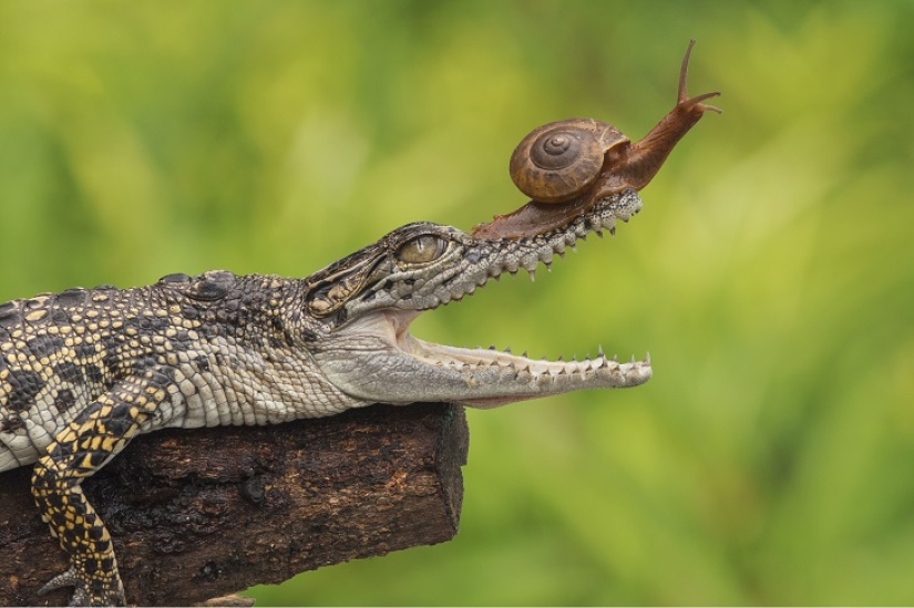 You have never seen such a fearless snail