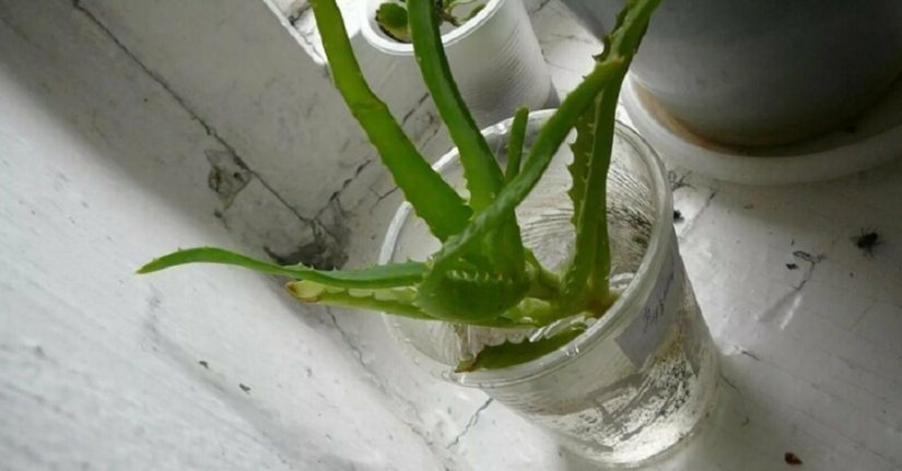 Zelenka y plátano todas las enfermedades: todo sobre la casa de la medicina en la URSS