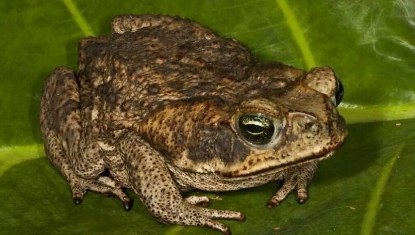 Zelenka y plátano todas las enfermedades: todo sobre la casa de la medicina en la URSS