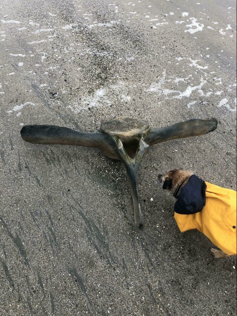 35 hallazgos inesperados que la gente ha compartido en línea