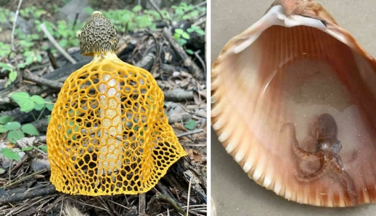 35 hallazgos inesperados que la gente ha compartido en línea