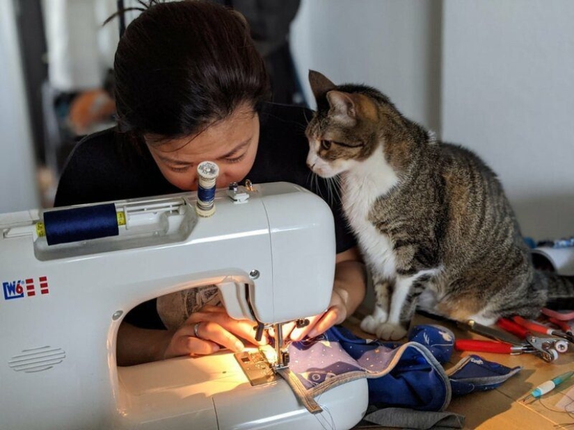 Asistentes con bigote que no se confundan por el hecho de tener patas
