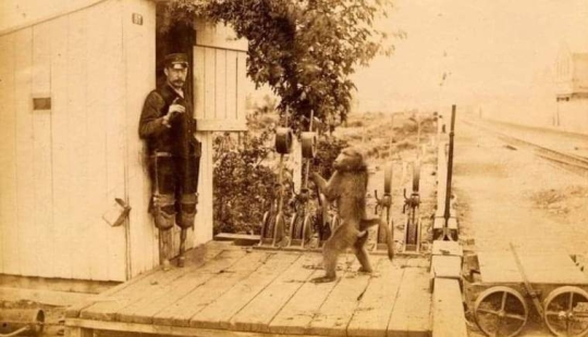 Cómo el mono trabajó oficialmente en el ferrocarril