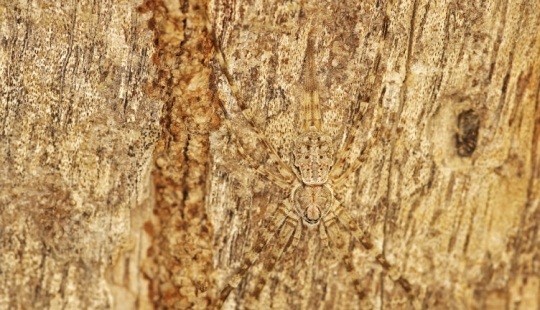 Cuando los animales son los dioses del disfraz