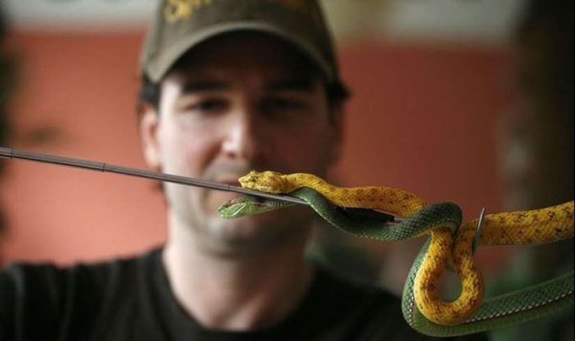 Es posible construir mi inmunidad a los venenos, teniendo en pequeñas dosis?