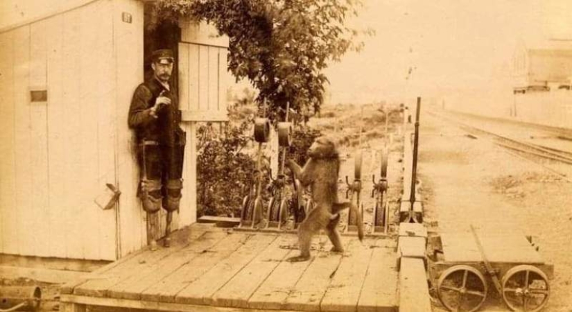 How the monkey officially worked on the railway How the monkey officially worked on the railway