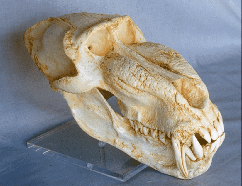 How the monkey officially worked on the railway How the monkey officially worked on the railway