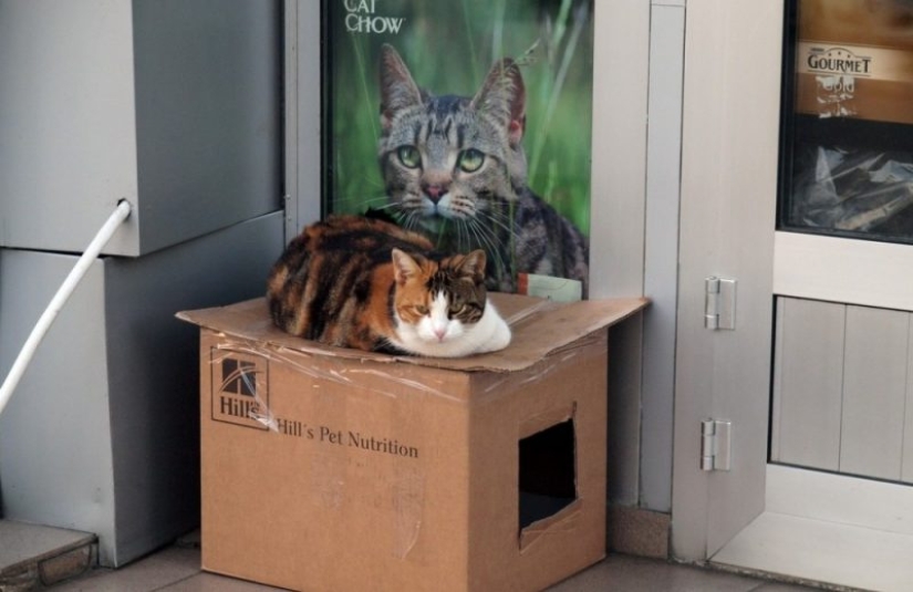 Mustachioed assistants who are not confused by the fact that they have paws